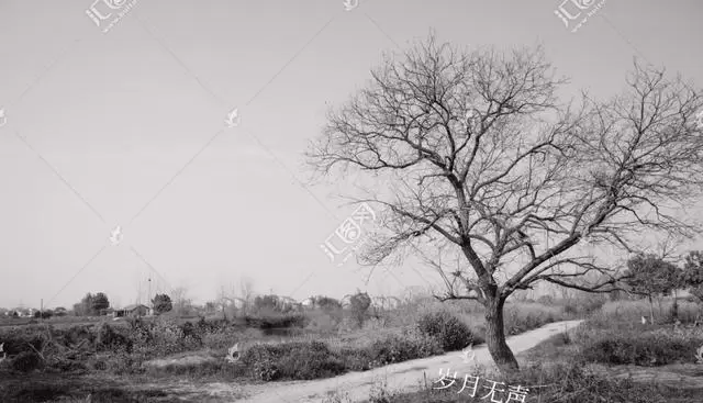 《霍元甲》《雪山飞狐》成代际记忆坐标 _ 资讯配图